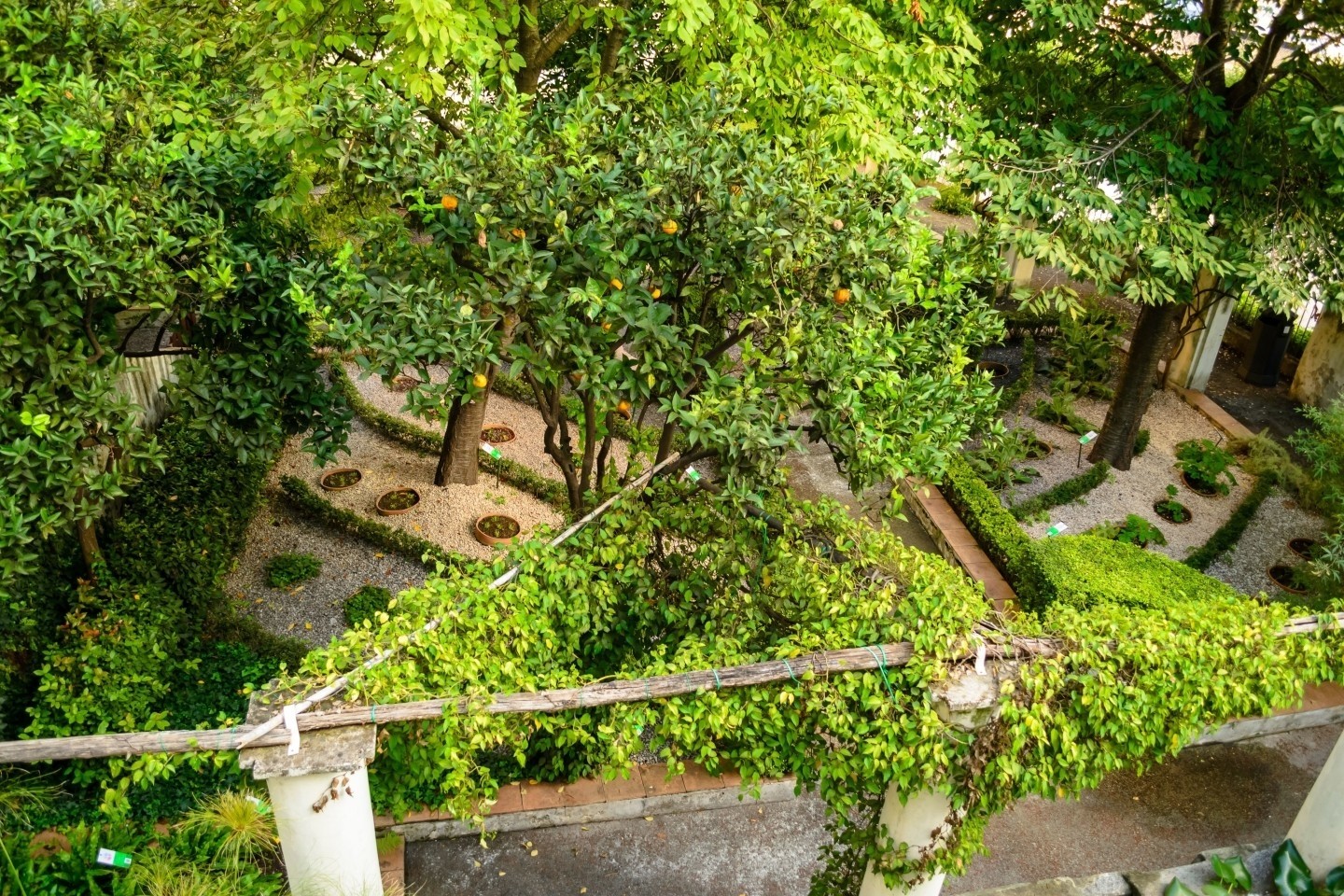Il Giardino della Minerva a Salerno con agrumi e allestimento botanico a terrazze