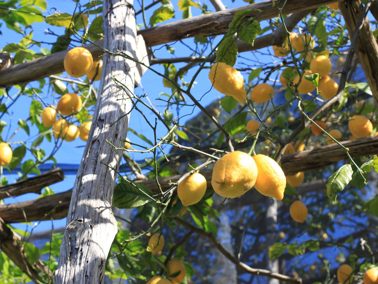 Typical Amalfi Coast lemons grown on terraced pergola farming in Minori