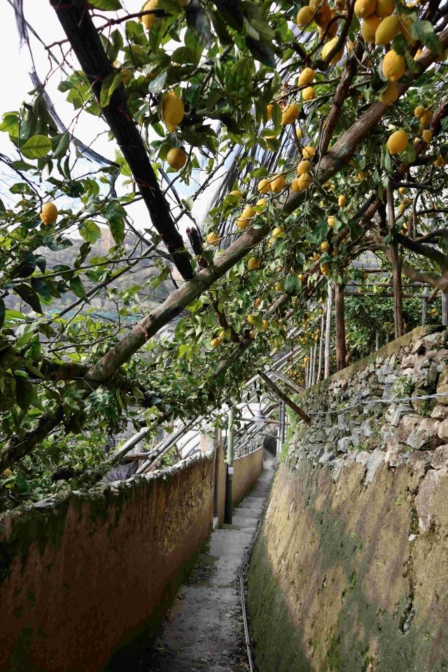 A narrow stone path under a traditional wooden pergola heavy with ripe yellow lemons in Maiori